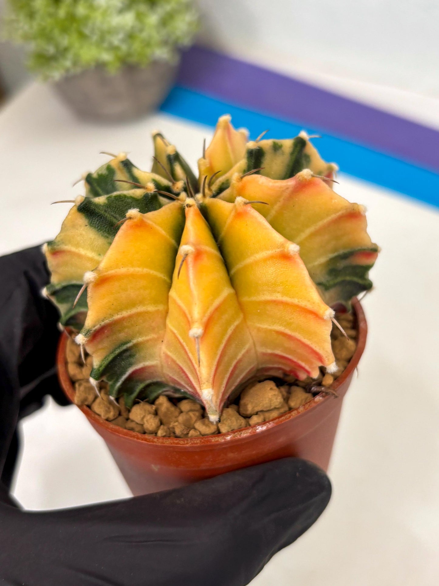 Gymnocalycium Lb Hybrid (gy3) (r4) | Imported Plants