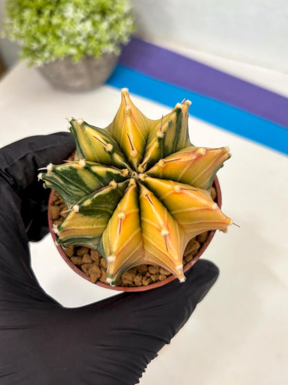 Gymnocalycium Lb Hybrid (gy3) (r4) | Imported Plants