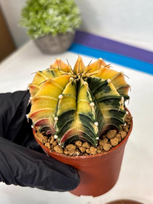 Gymnocalycium Lb Hybrid (gy3) (r4) | Imported Plants