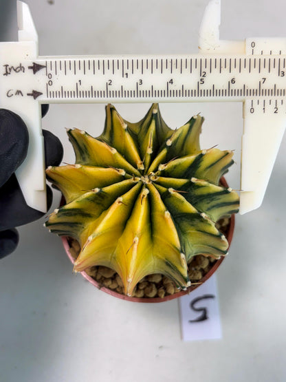 Gymnocalycium Lb Hybrid (gy3) (r5) | Imported Plants
