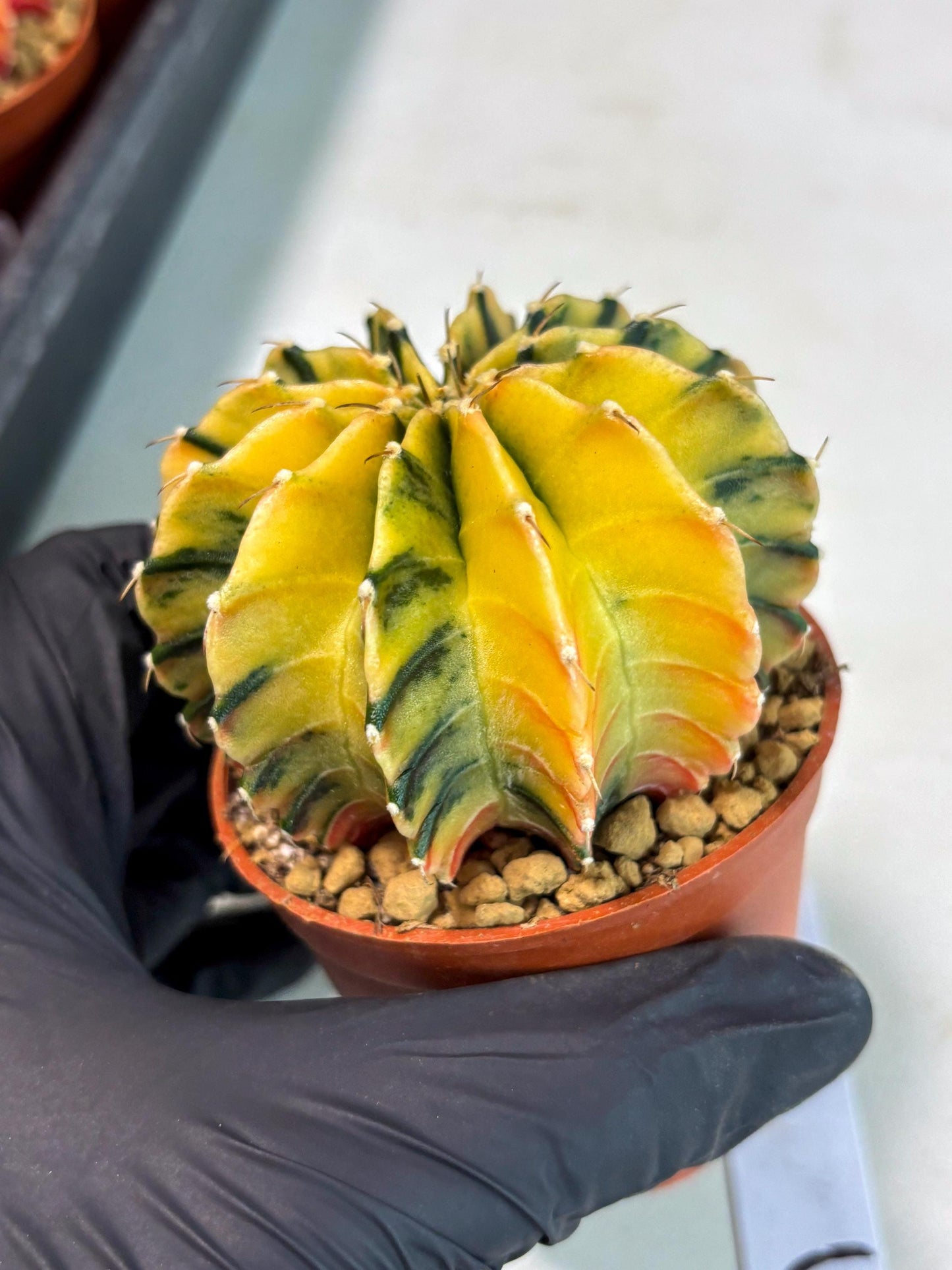 Gymnocalycium Lb Hybrid (gy3) (r5) | Imported Plants