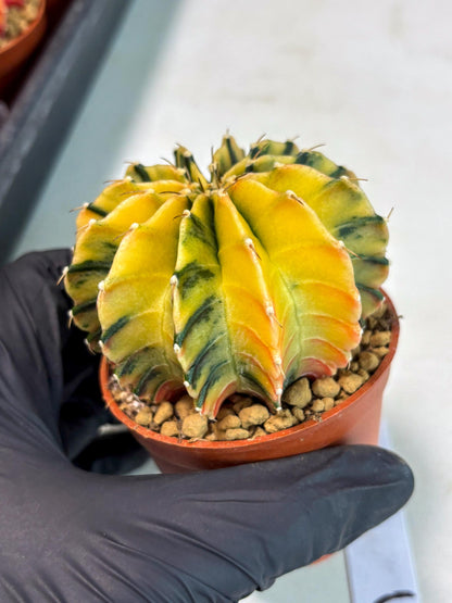Gymnocalycium Lb Hybrid (gy3) (r5) | Imported Plants