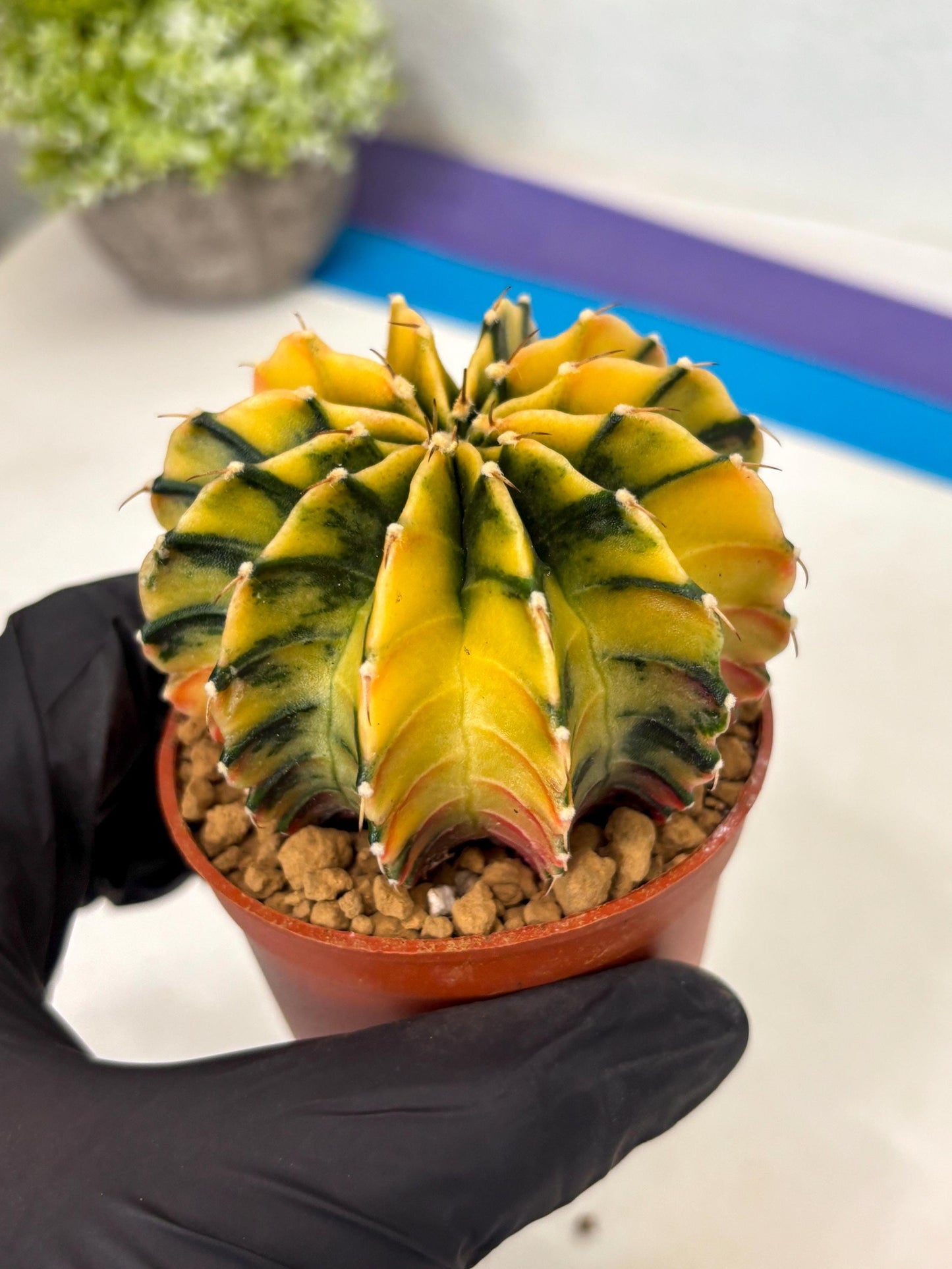 Gymnocalycium Lb Hybrid (gy3) (r5) | Imported Plants