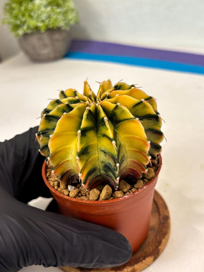 Gymnocalycium Lb Hybrid (gy3) (r5) | Imported Plants