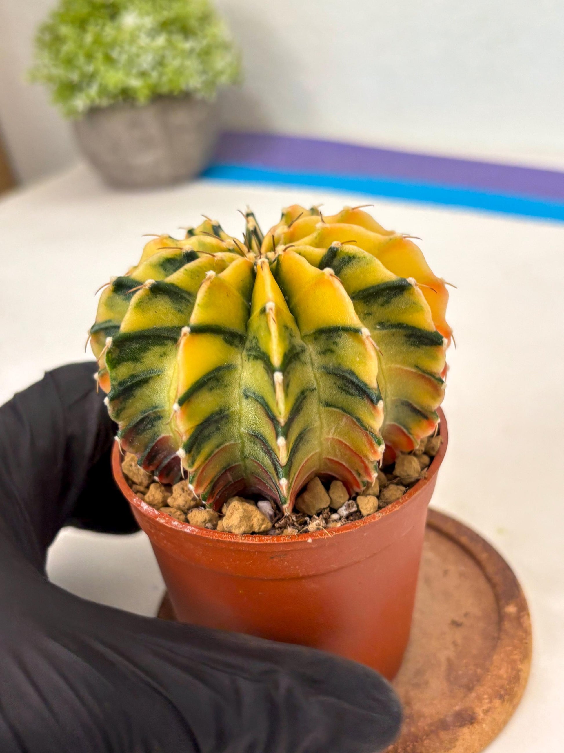 Gymnocalycium Lb Hybrid (gy3) (r5) | Imported Plants