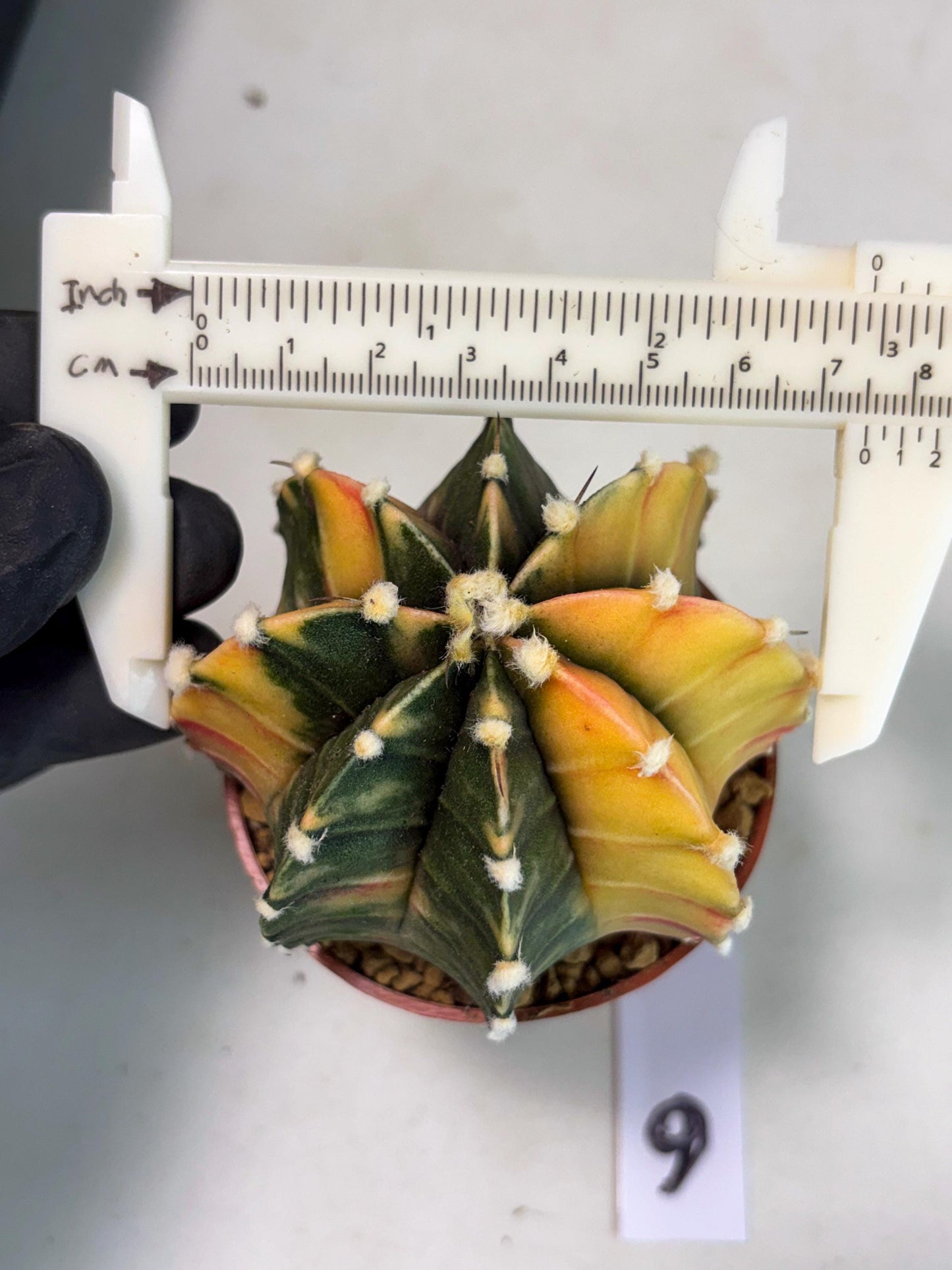 Gymnocalycium Lb Hybrid (gy3) (r6) | Imported Plants