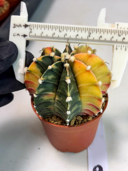 Gymnocalycium Lb Hybrid (gy3) (r6) | Imported Plants