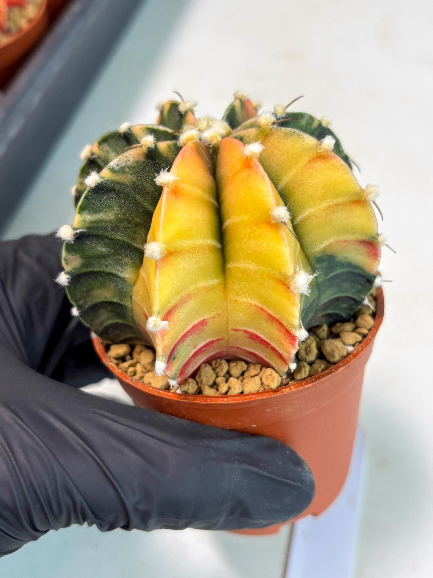 Gymnocalycium Lb Hybrid (gy3) (r6) | Imported Plants