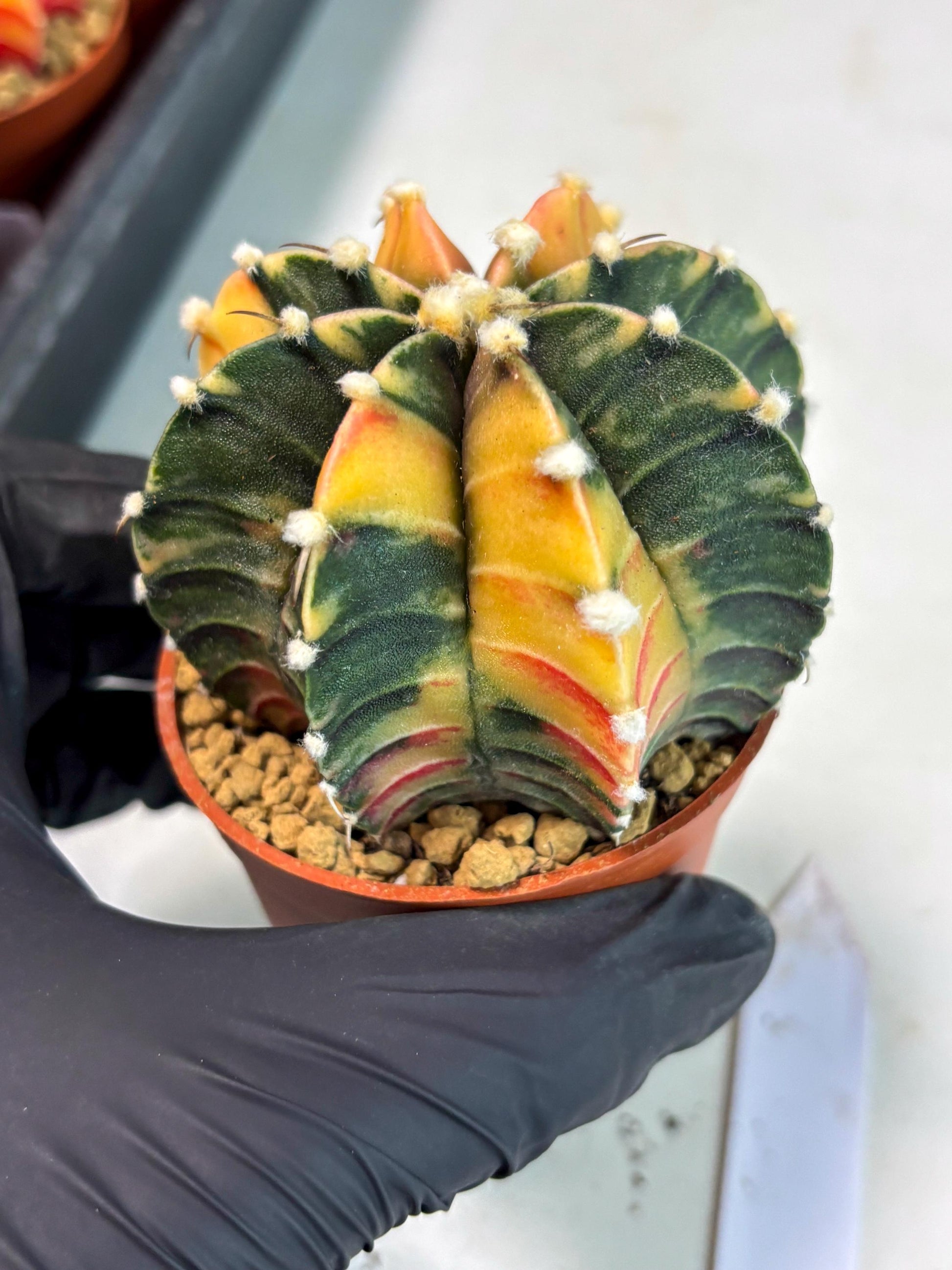 Gymnocalycium Lb Hybrid (gy3) (r6) | Imported Plants