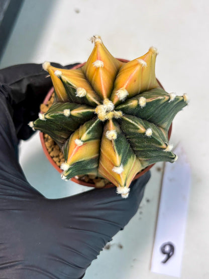 Gymnocalycium Lb Hybrid (gy3) (r6) | Imported Plants