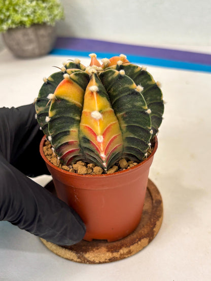 Gymnocalycium Lb Hybrid (gy3) (r6) | Imported Plants