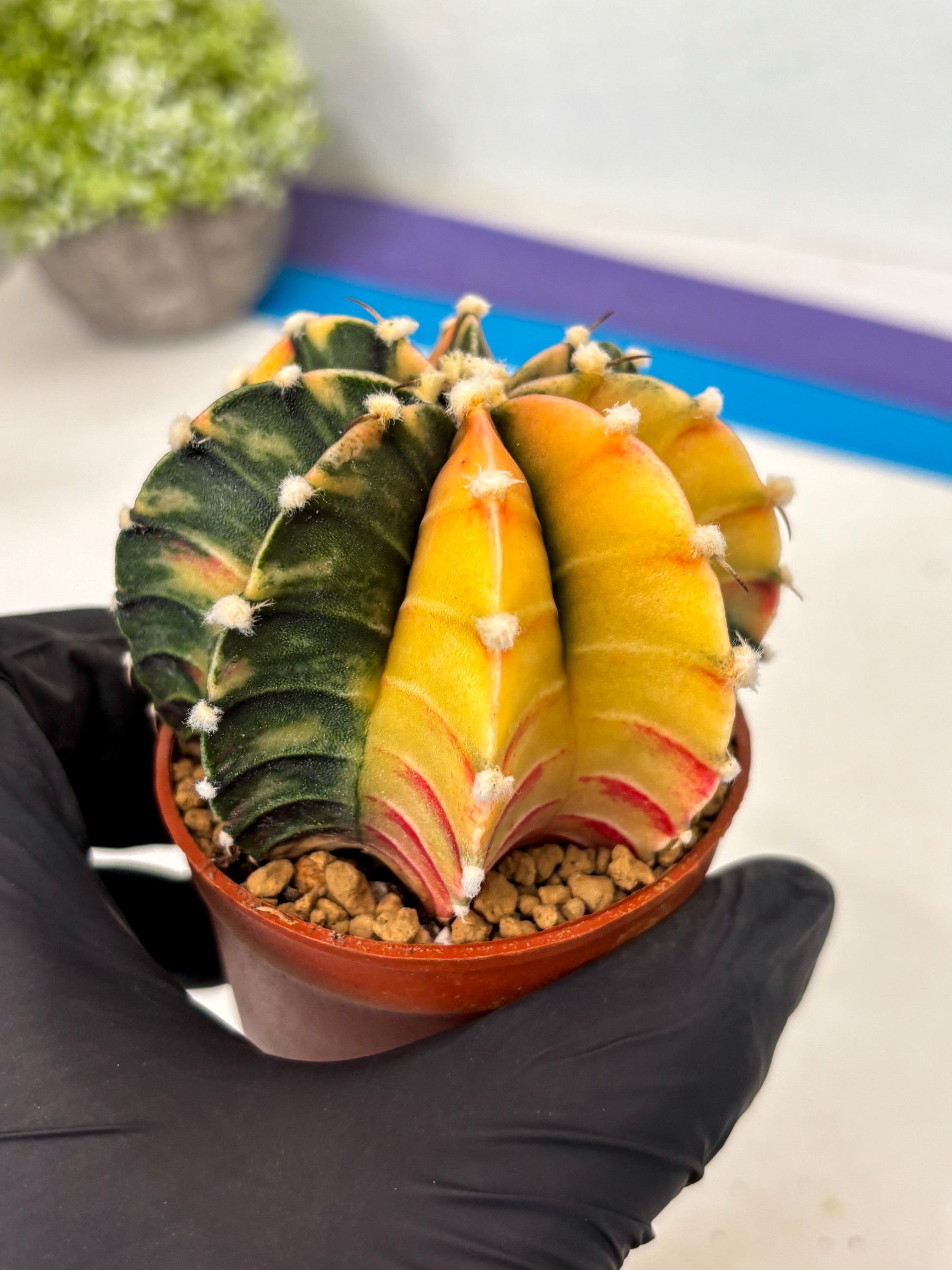 Gymnocalycium Lb Hybrid (gy3) (r6) | Imported Plants