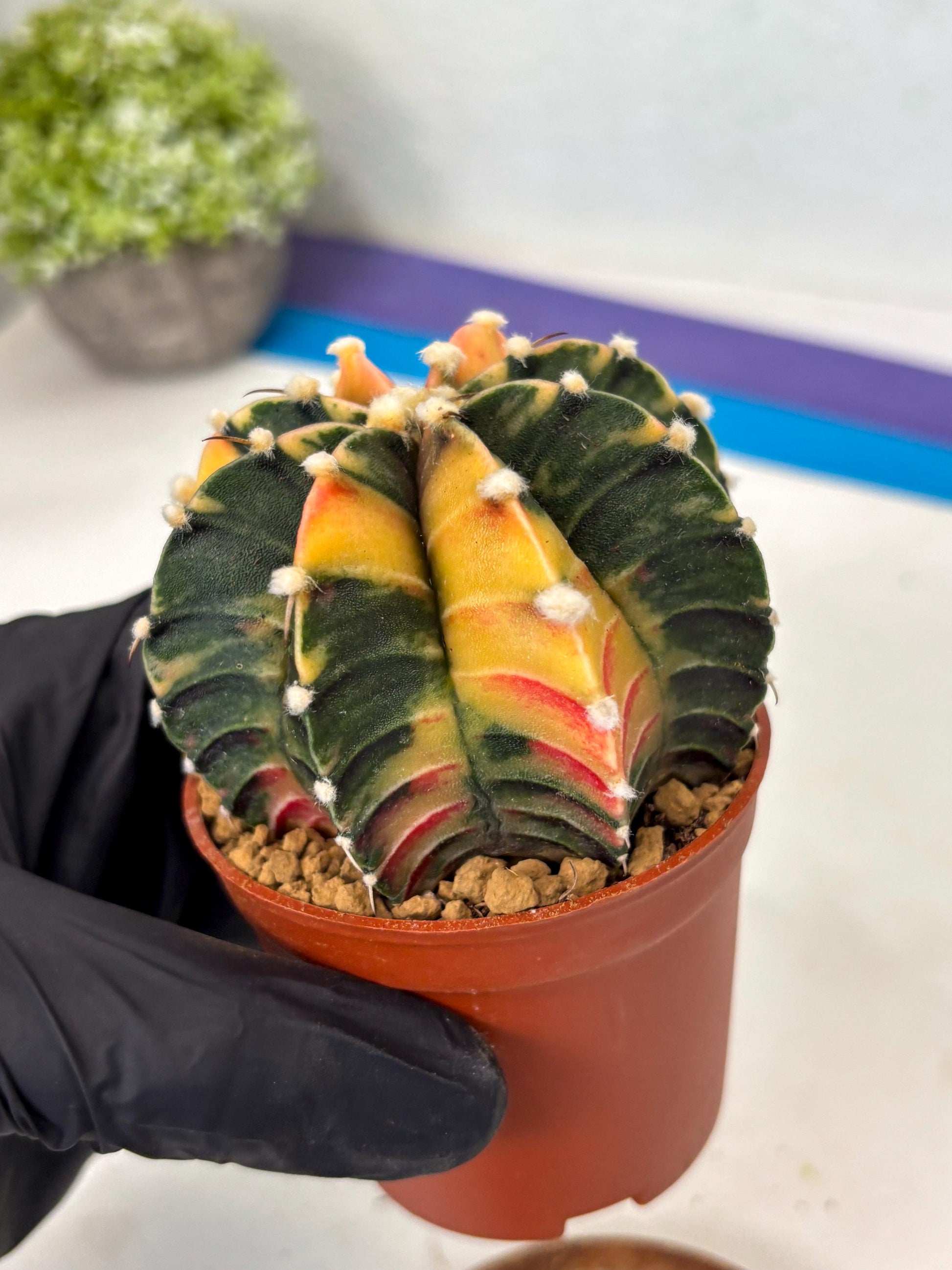 Gymnocalycium Lb Hybrid (gy3) (r6) | Imported Plants