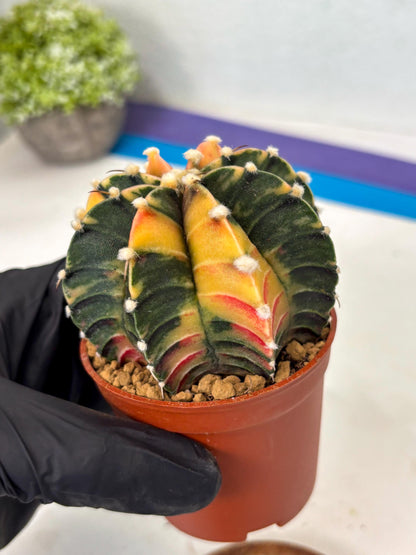 Gymnocalycium Lb Hybrid (gy3) (r6) | Imported Plants
