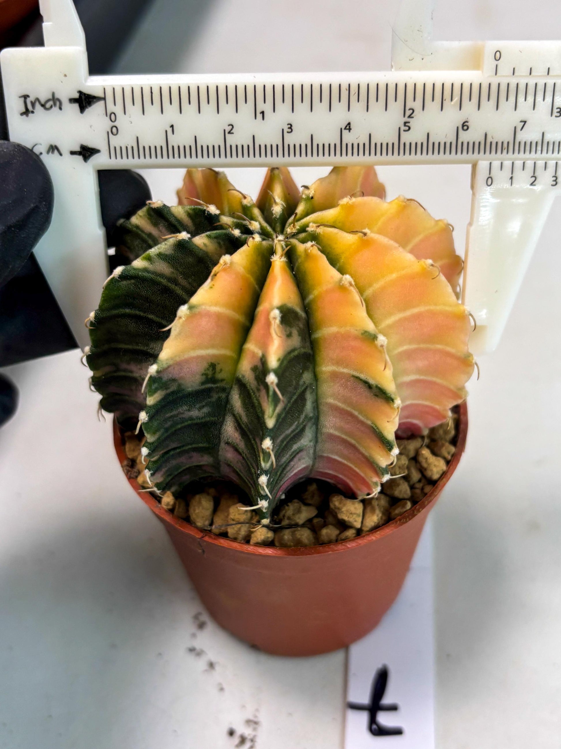 Gymnocalycium Lb Hybrid (gy3) (r7) | Imported Plants
