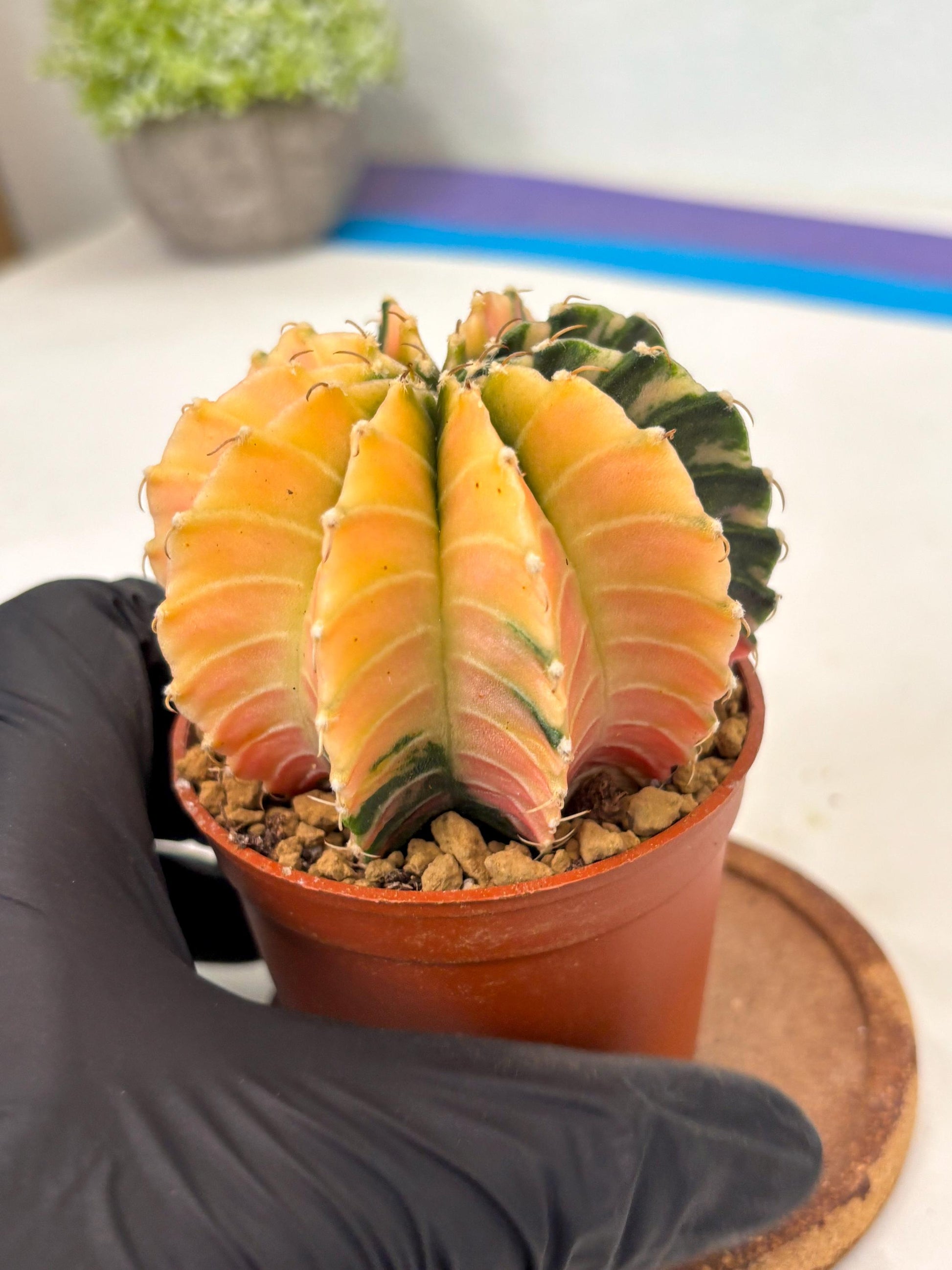 Gymnocalycium Lb Hybrid (gy3) (r7) | Imported Plants