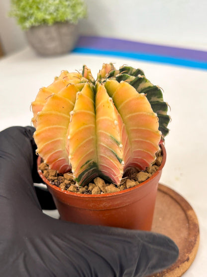 Gymnocalycium Lb Hybrid (gy3) (r7) | Imported Plants