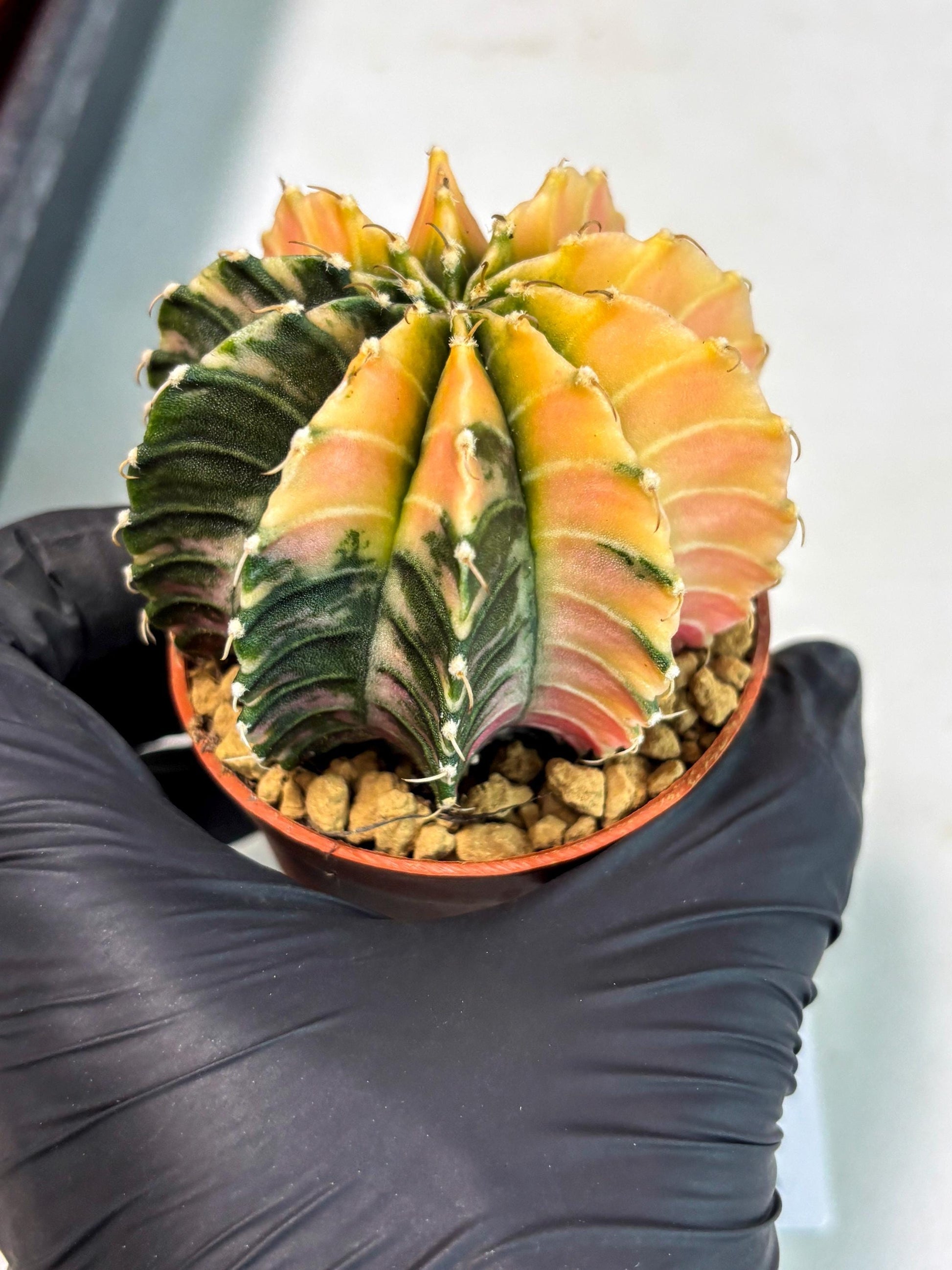 Gymnocalycium Lb Hybrid (gy3) (r7) | Imported Plants