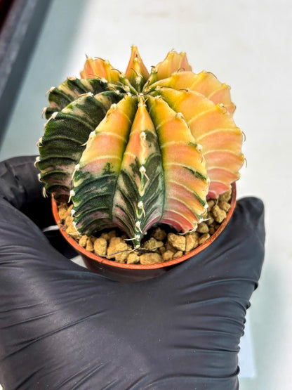 Gymnocalycium Lb Hybrid (gy3) (r7) | Imported Plants