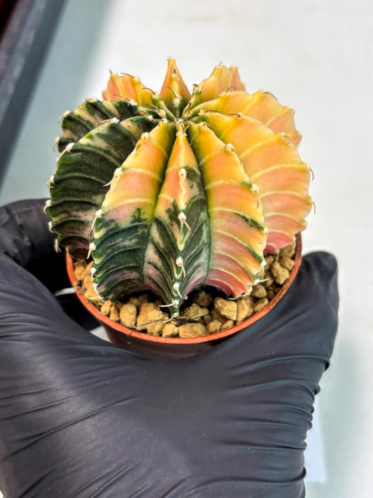 Gymnocalycium Lb Hybrid (gy3) (r7) | Imported Plants
