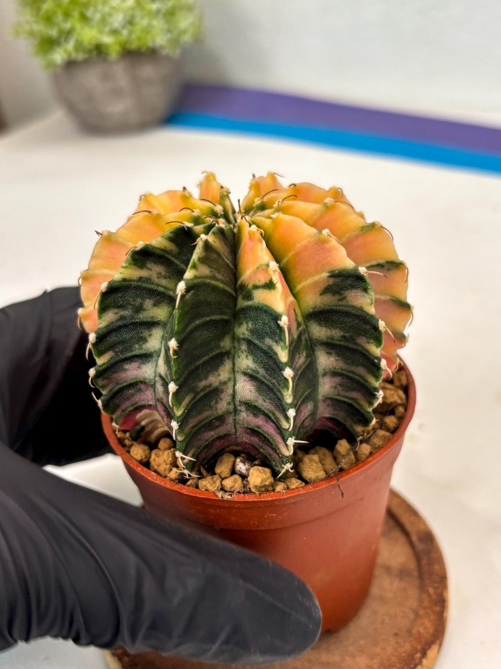 Gymnocalycium Lb Hybrid (gy3) (r7) | Imported Plants