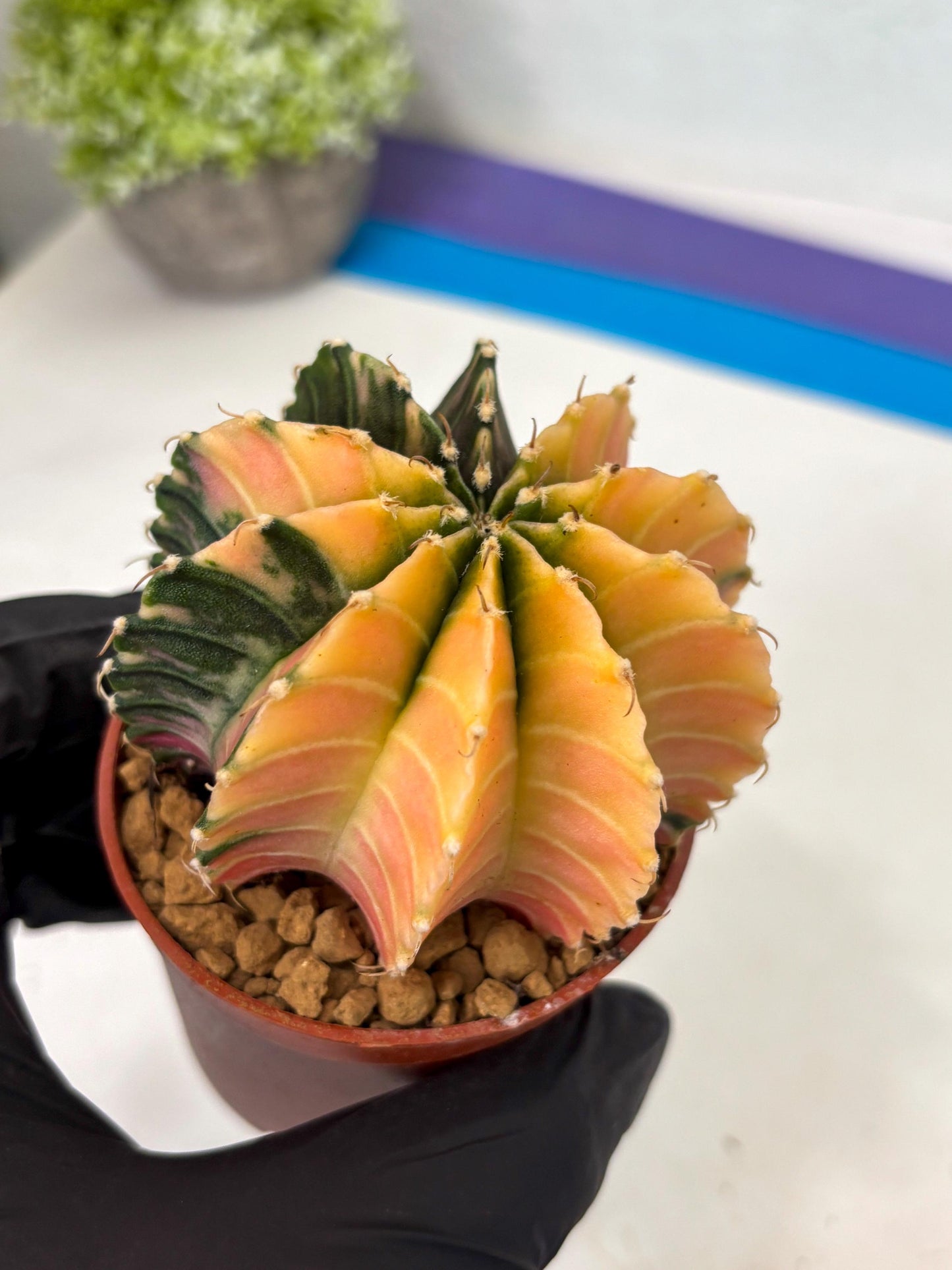 Gymnocalycium Lb Hybrid (gy3) (r7) | Imported Plants
