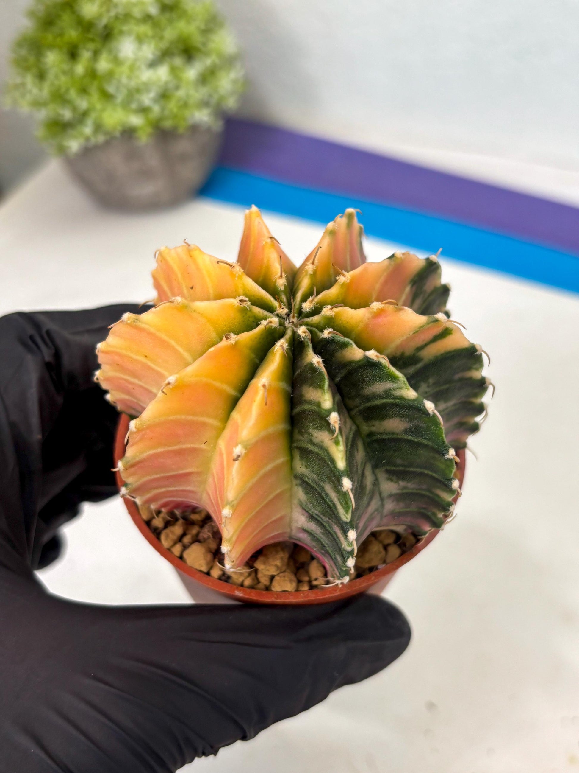 Gymnocalycium Lb Hybrid (gy3) (r7) | Imported Plants