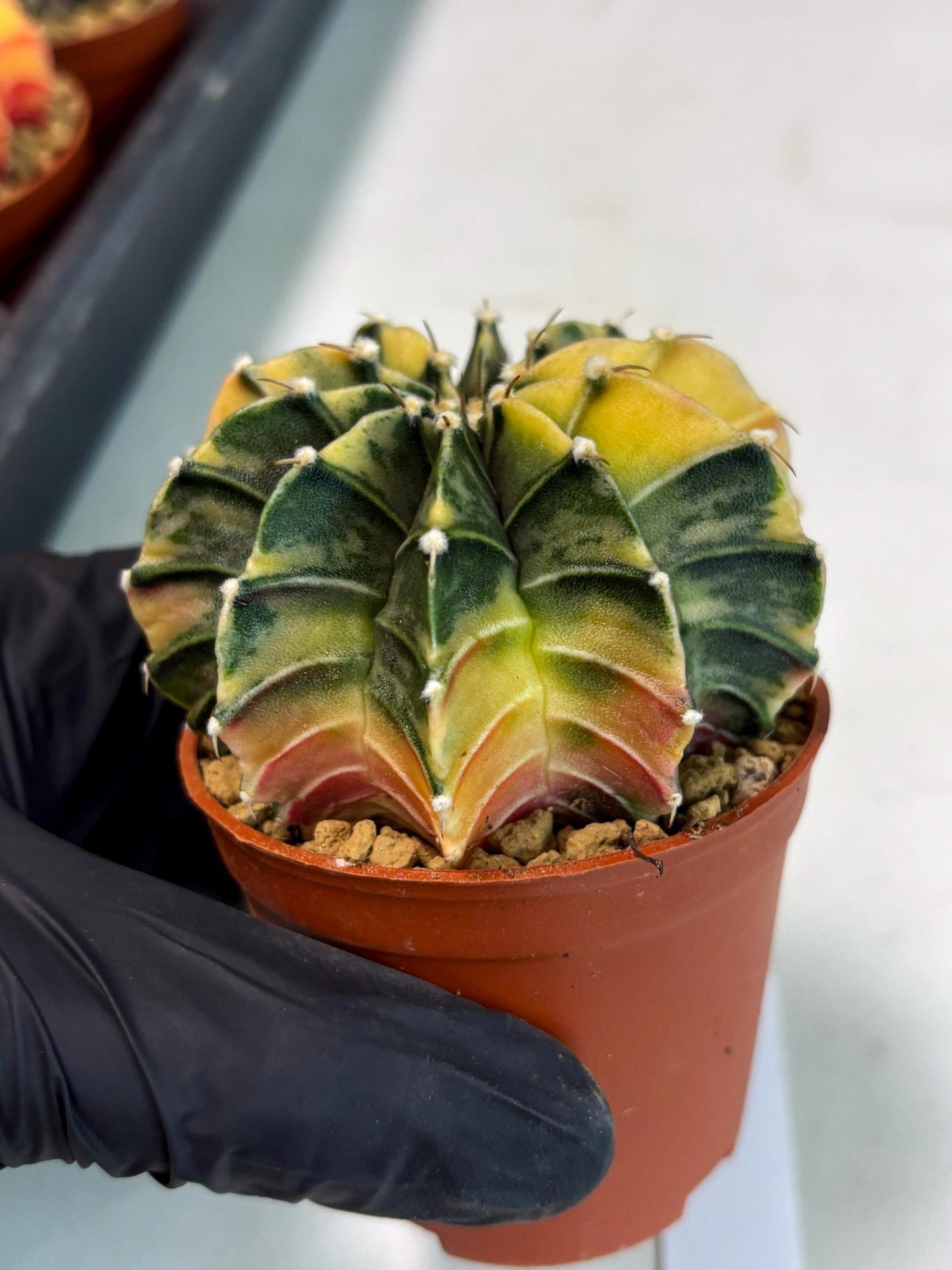 Gymnocalycium Lb Hybrid (gy3) (b1) | Imported Plants