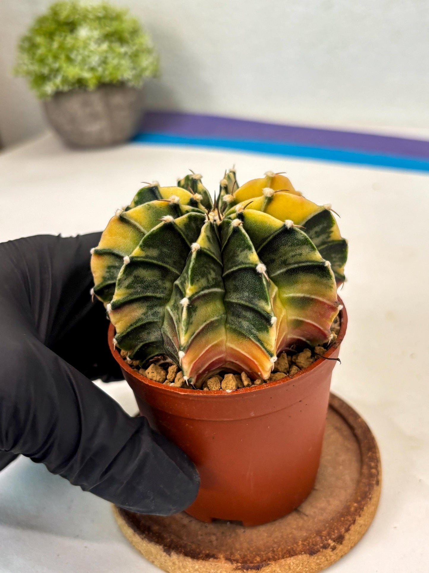 Gymnocalycium Lb Hybrid (gy3) (b1) | Imported Plants