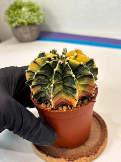 Gymnocalycium Lb Hybrid (gy3) (b1) | Imported Plants
