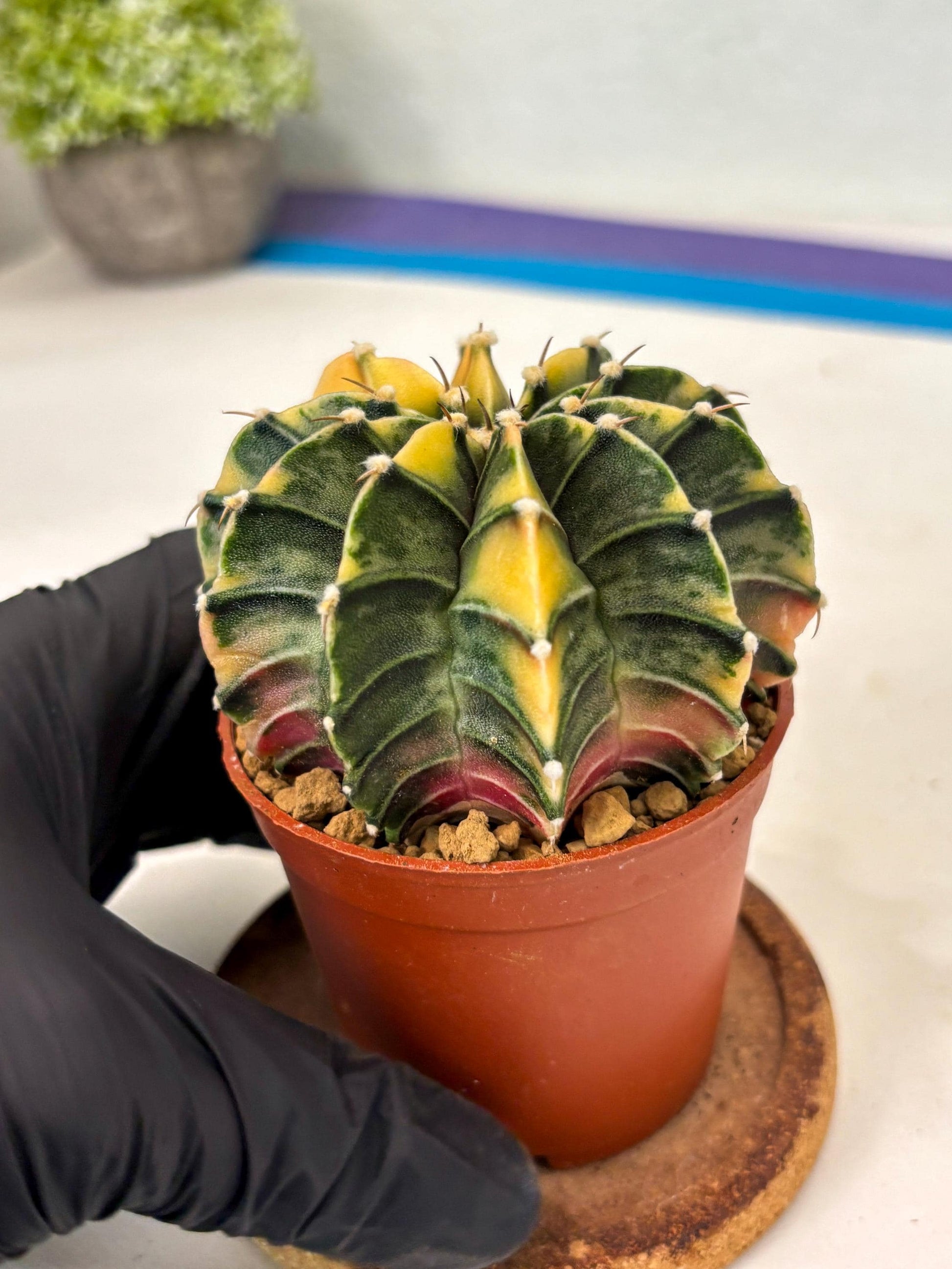 Gymnocalycium Lb Hybrid (gy3) (b1) | Imported Plants