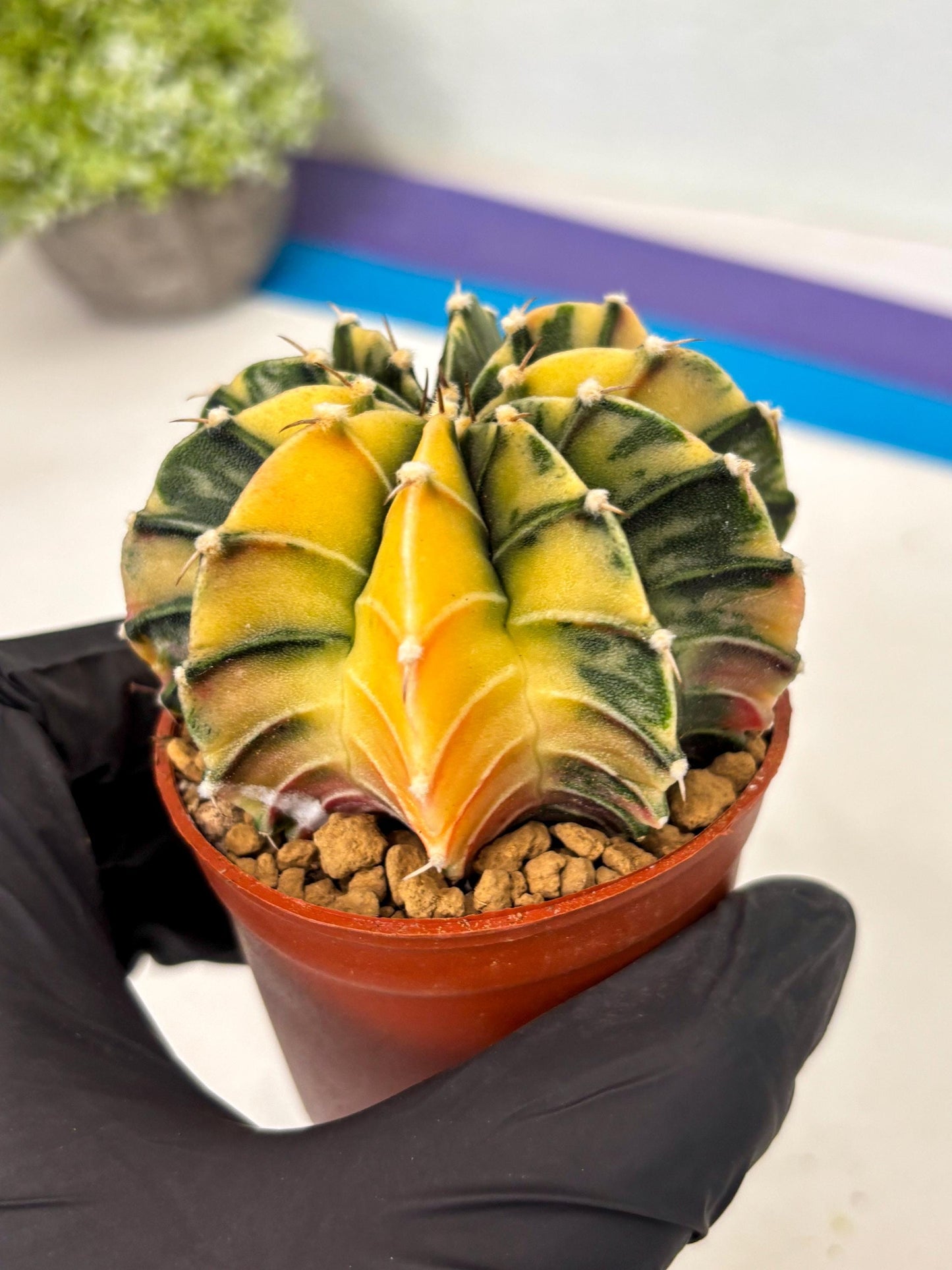 Gymnocalycium Lb Hybrid (gy3) (b1) | Imported Plants