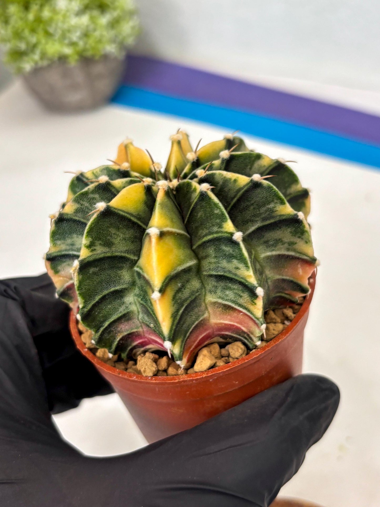 Gymnocalycium Lb Hybrid (gy3) (b1) | Imported Plants