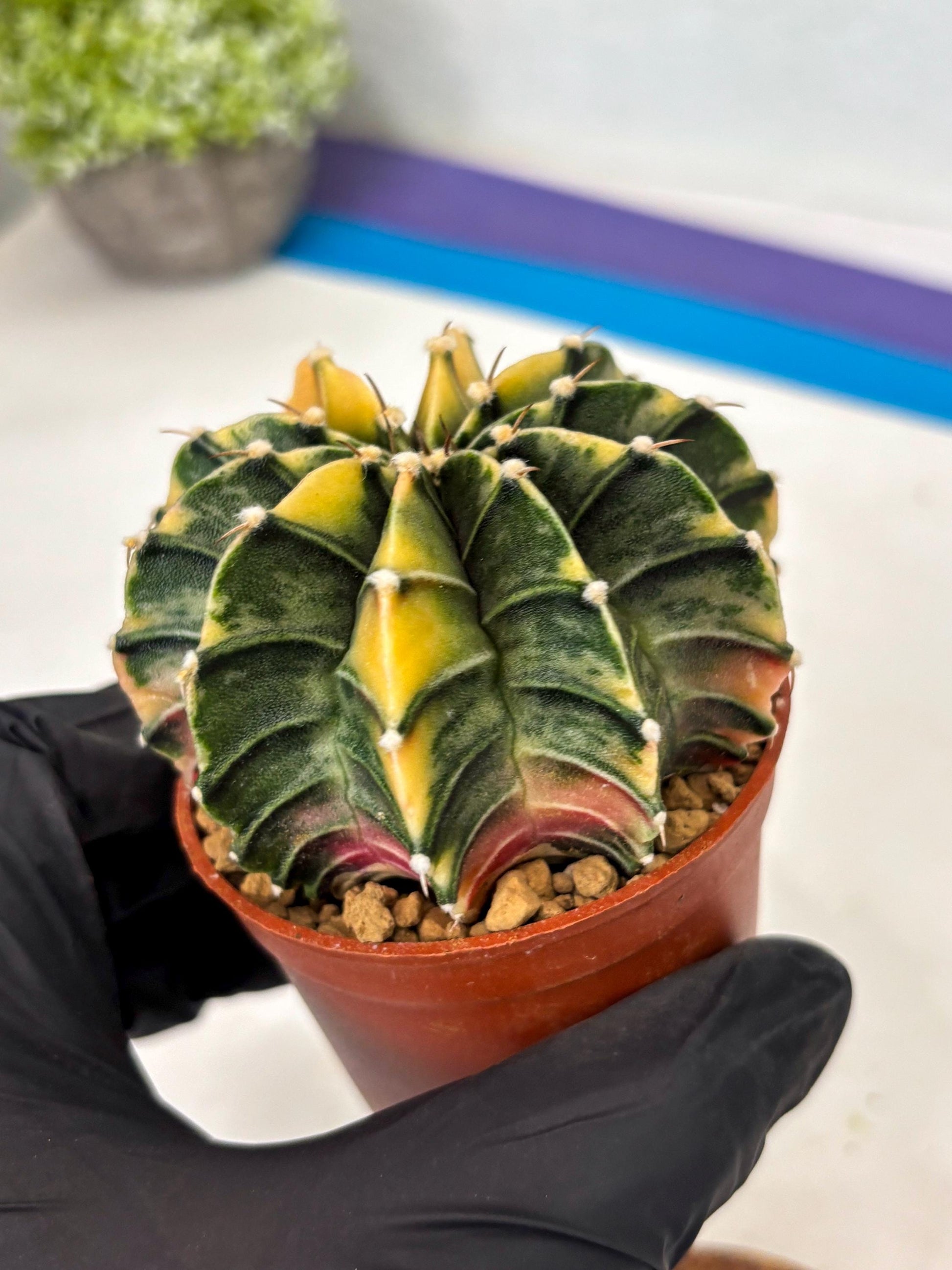 Gymnocalycium Lb Hybrid (gy3) (b1) | Imported Plants