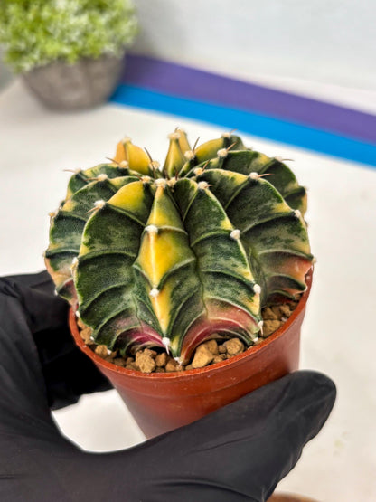 Gymnocalycium Lb Hybrid (gy3) (b1) | Imported Plants