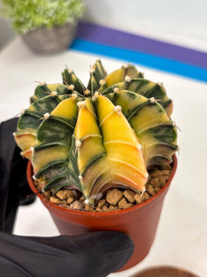Gymnocalycium Lb Hybrid (gy3) (b1) | Imported Plants