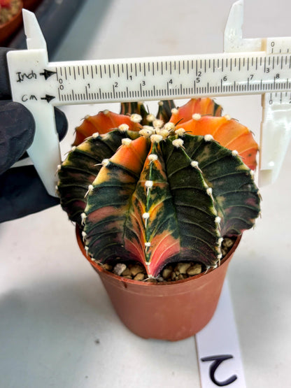 Gymnocalycium Lb Hybrid (gy3) (b2) | Imported Plants