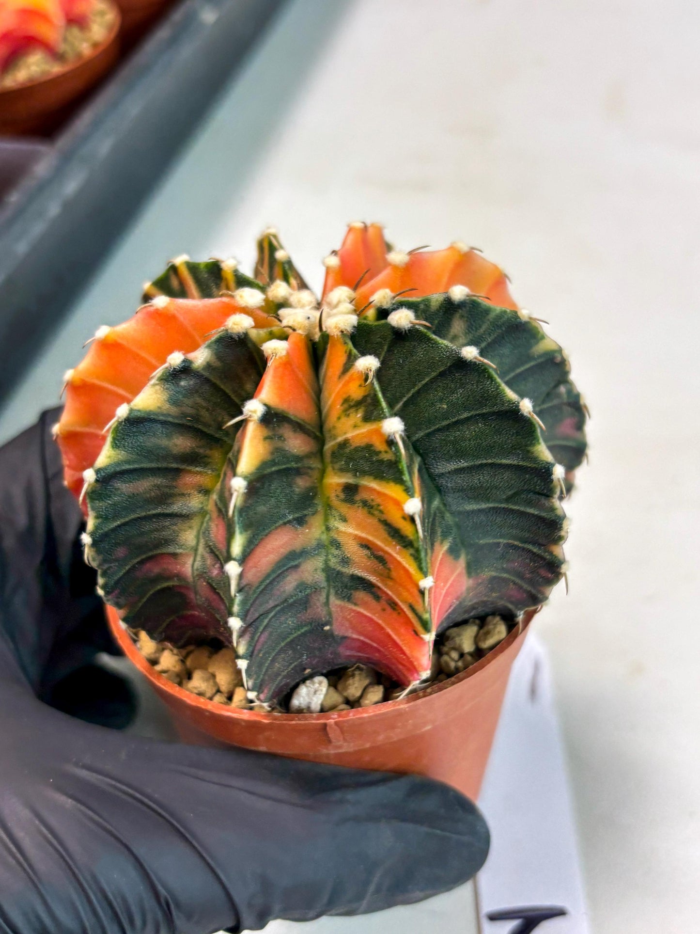 Gymnocalycium Lb Hybrid (gy3) (b2) | Imported Plants