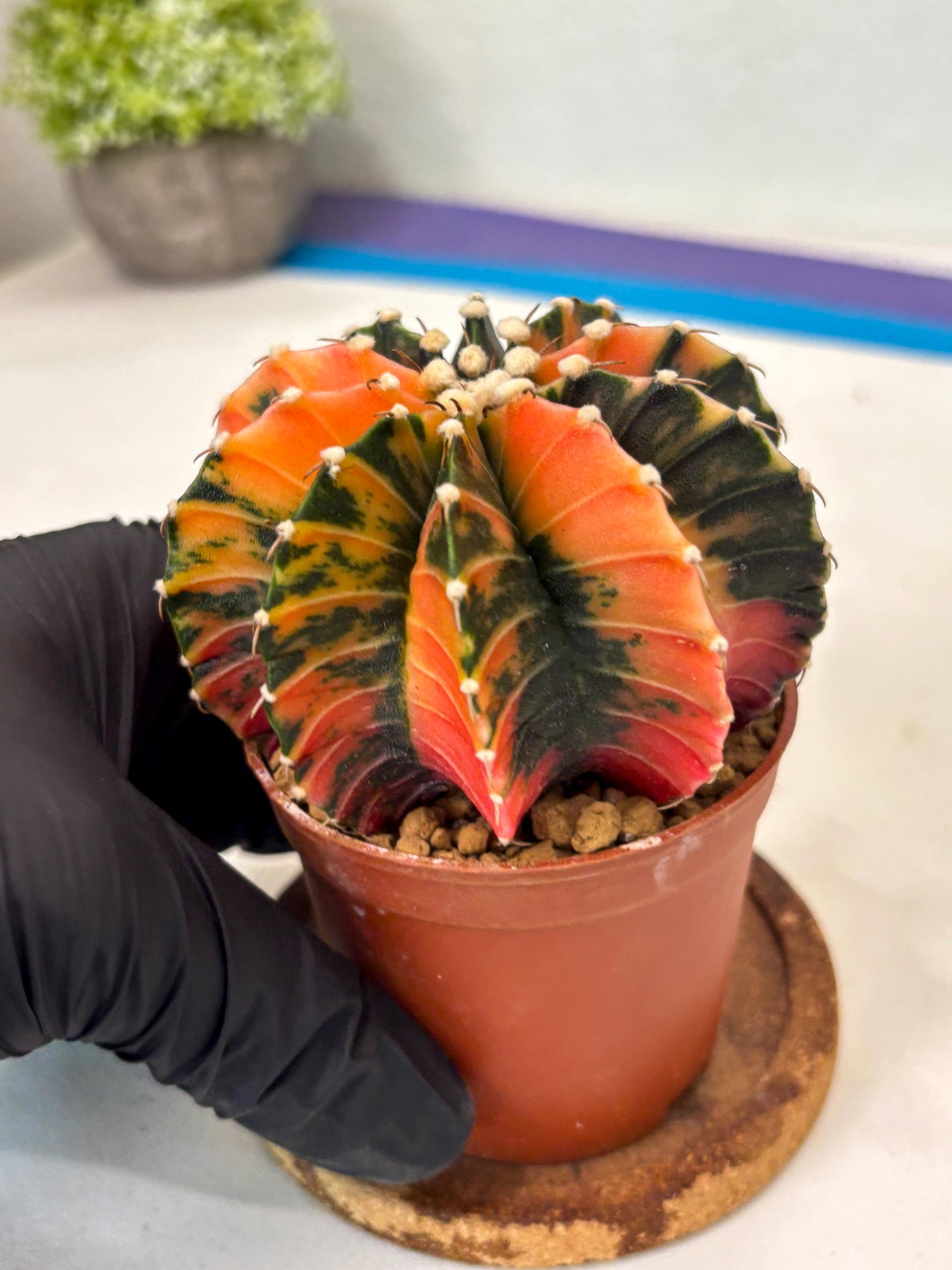 Gymnocalycium Lb Hybrid (gy3) (b2) | Imported Plants