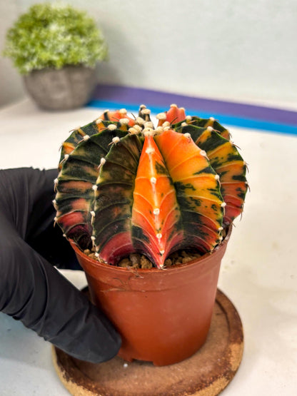 Gymnocalycium Lb Hybrid (gy3) (b2) | Imported Plants