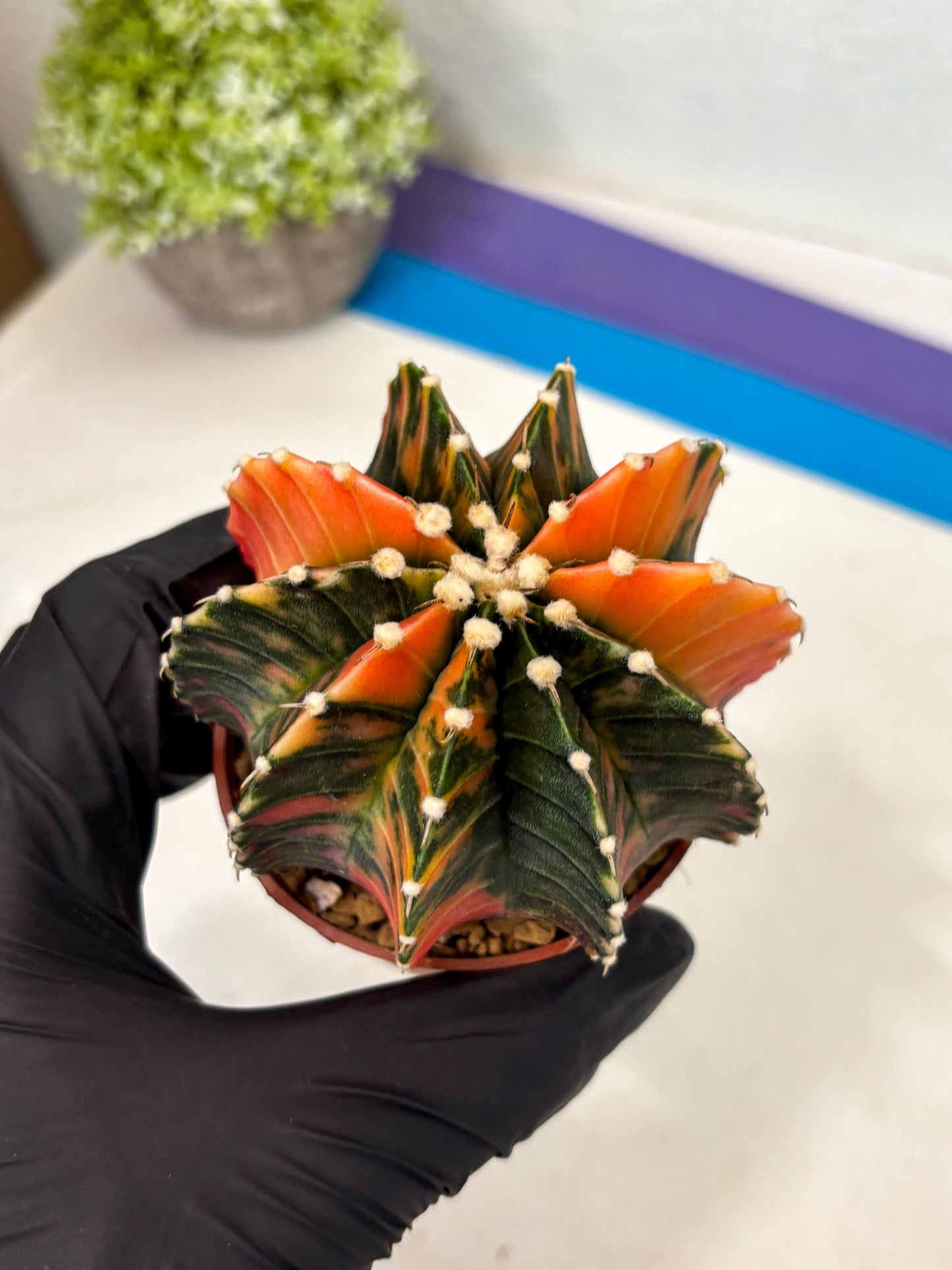 Gymnocalycium Lb Hybrid (gy3) (b2) | Imported Plants