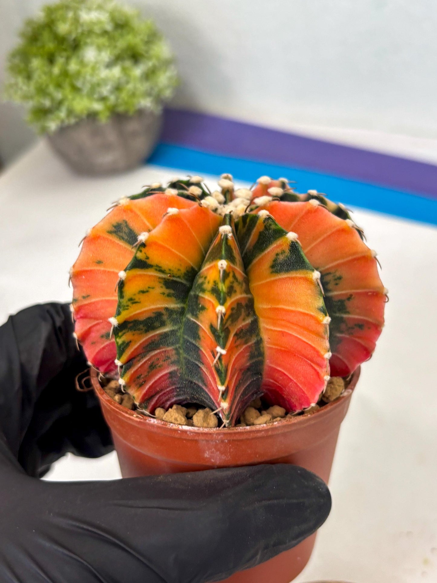 Gymnocalycium Lb Hybrid (gy3) (b2) | Imported Plants