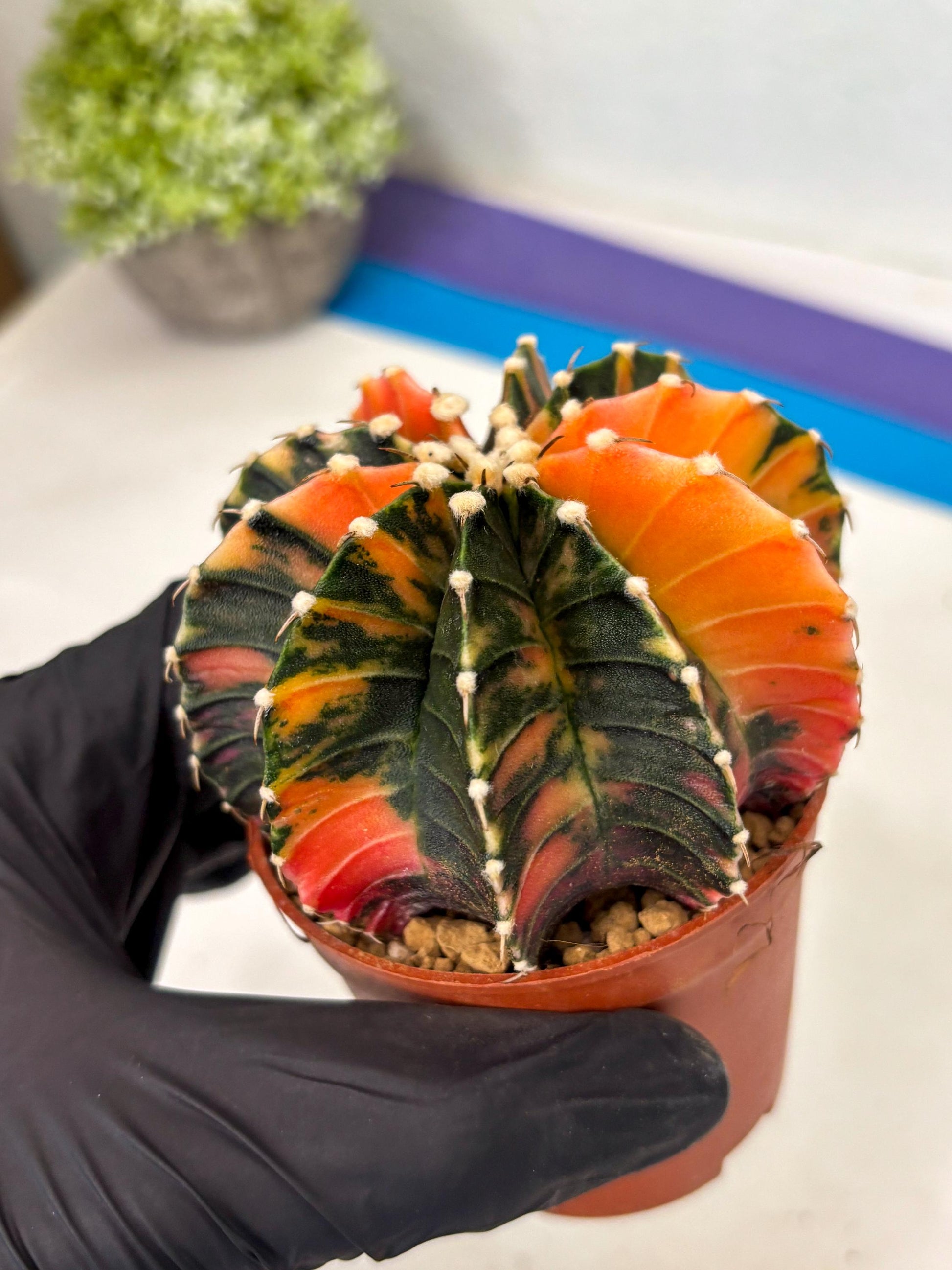 Gymnocalycium Lb Hybrid (gy3) (b2) | Imported Plants