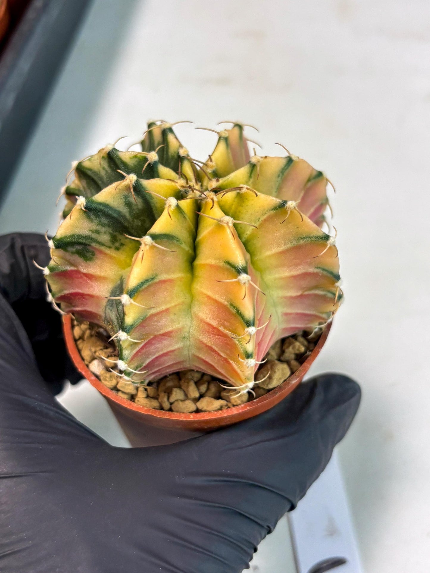 Gymnocalycium Lb Hybrid (gy3) (b3) | Imported Plants