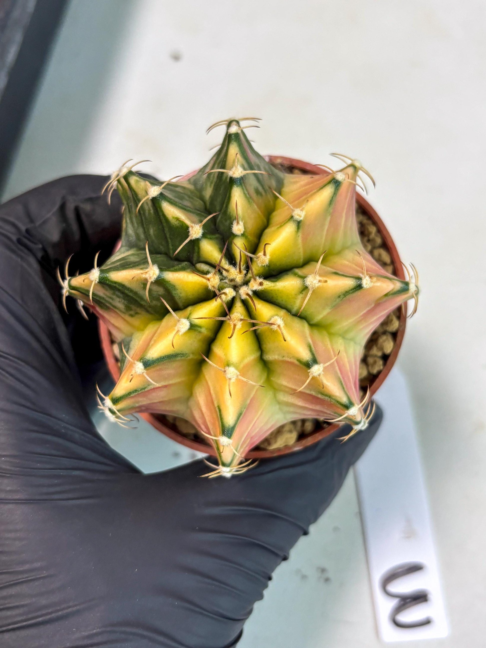 Gymnocalycium Lb Hybrid (gy3) (b3) | Imported Plants