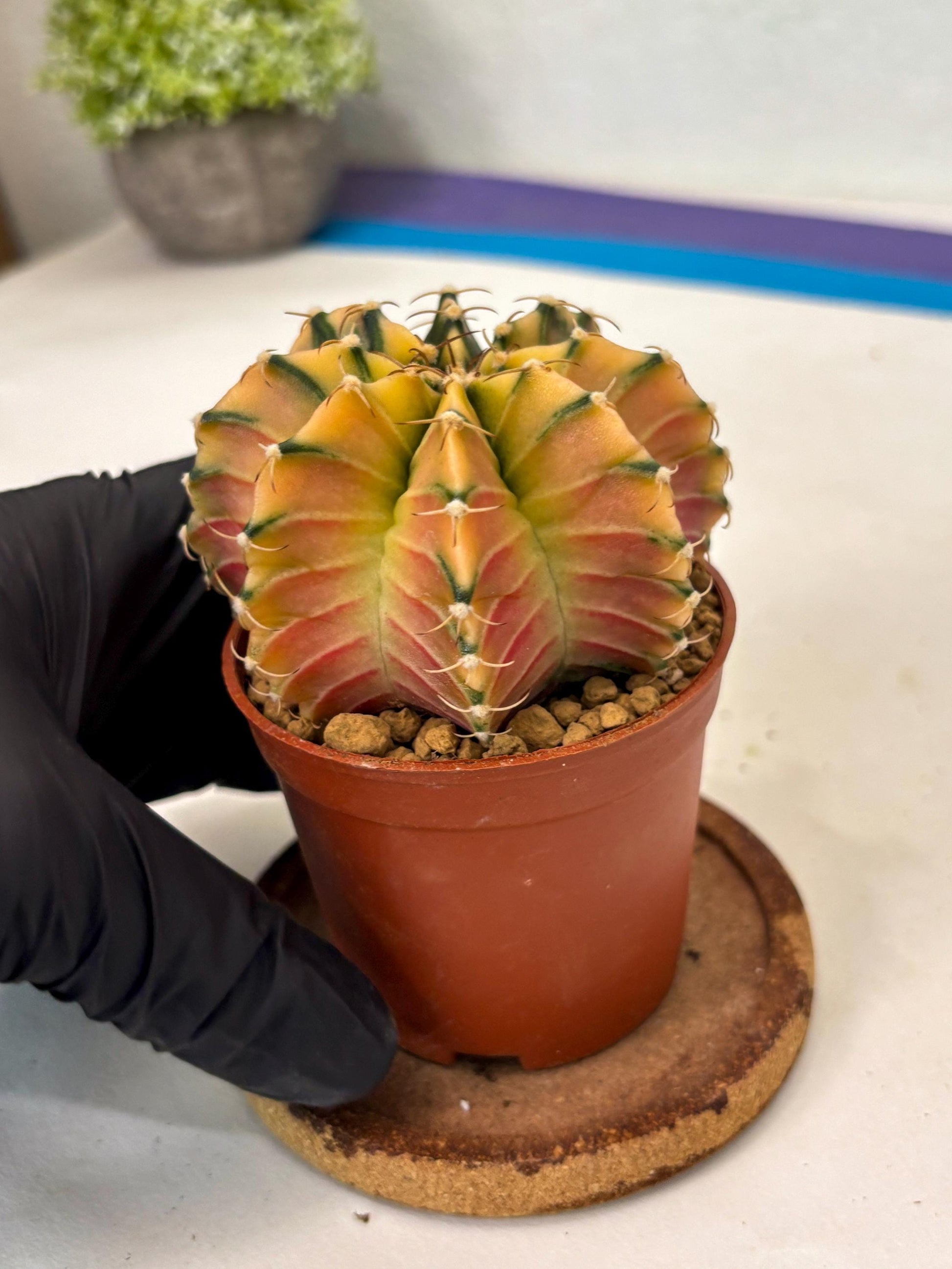 Gymnocalycium Lb Hybrid (gy3) (b3) | Imported Plants