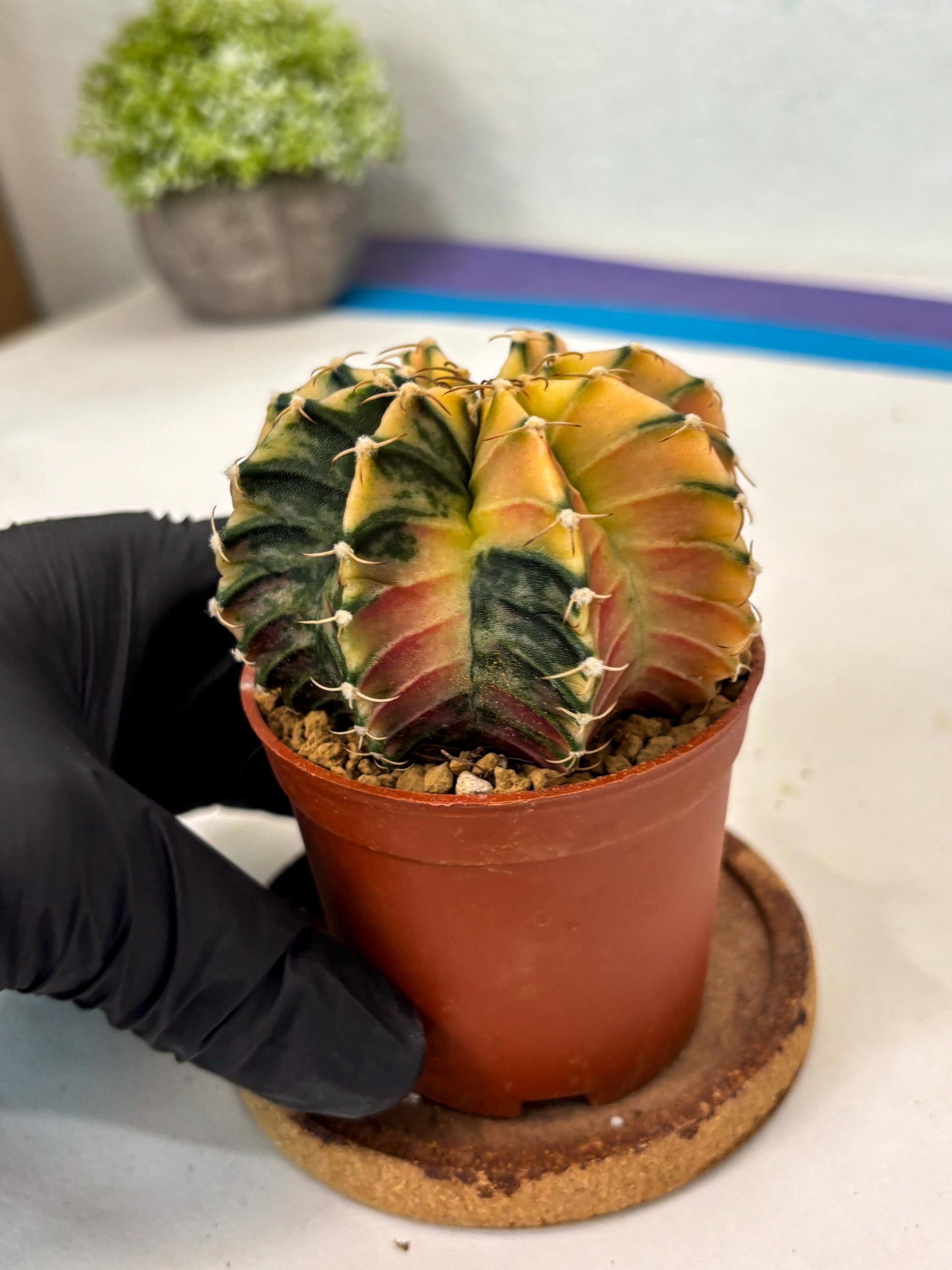 Gymnocalycium Lb Hybrid (gy3) (b3) | Imported Plants