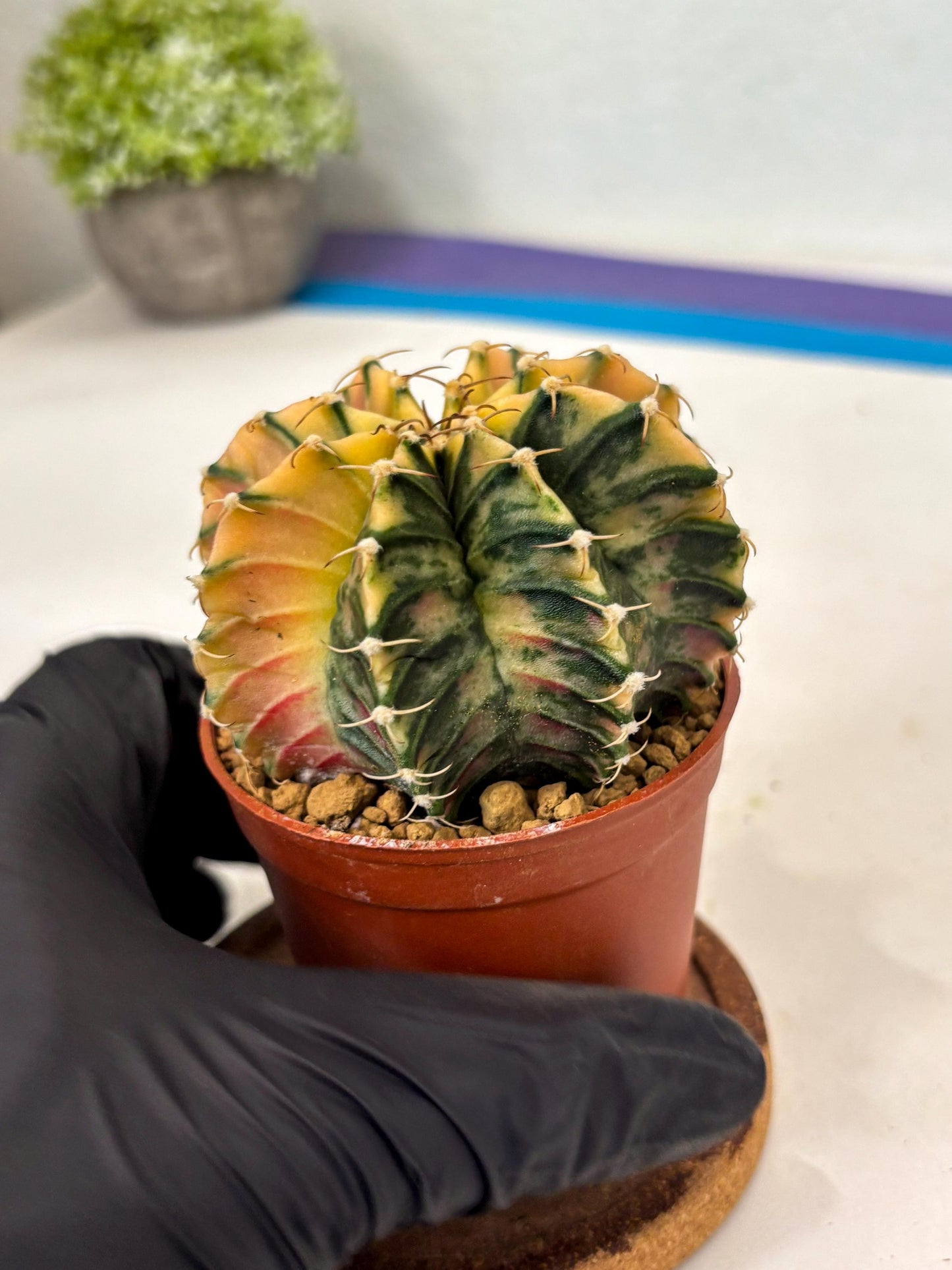 Gymnocalycium Lb Hybrid (gy3) (b3) | Imported Plants