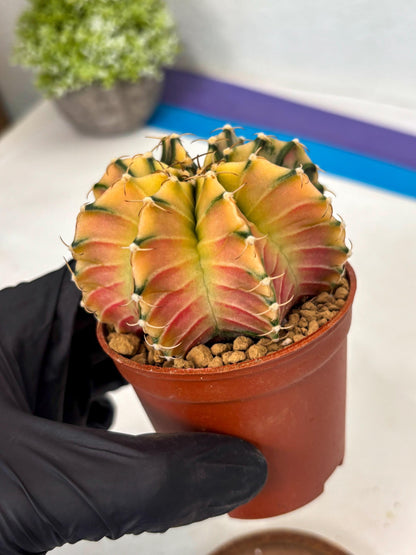 Gymnocalycium Lb Hybrid (gy3) (b3) | Imported Plants