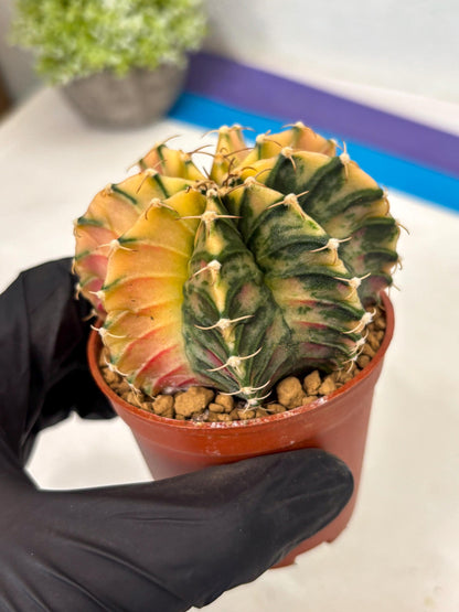 Gymnocalycium Lb Hybrid (gy3) (b3) | Imported Plants